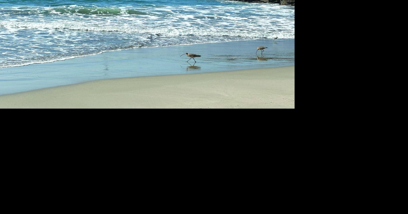 Decades-Old Remains ID'ed: DNA technology links jawbone found in Oxnard to 1978 boating accident