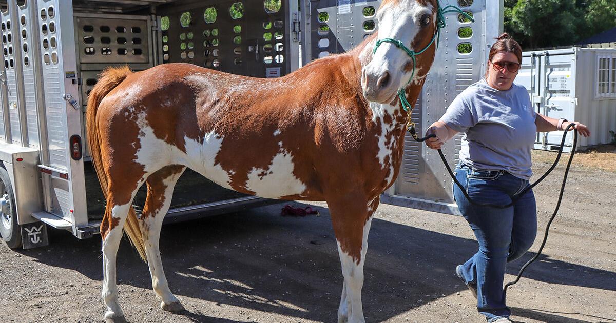 Steeds in Need: HSVC launches new Equine Foster Program