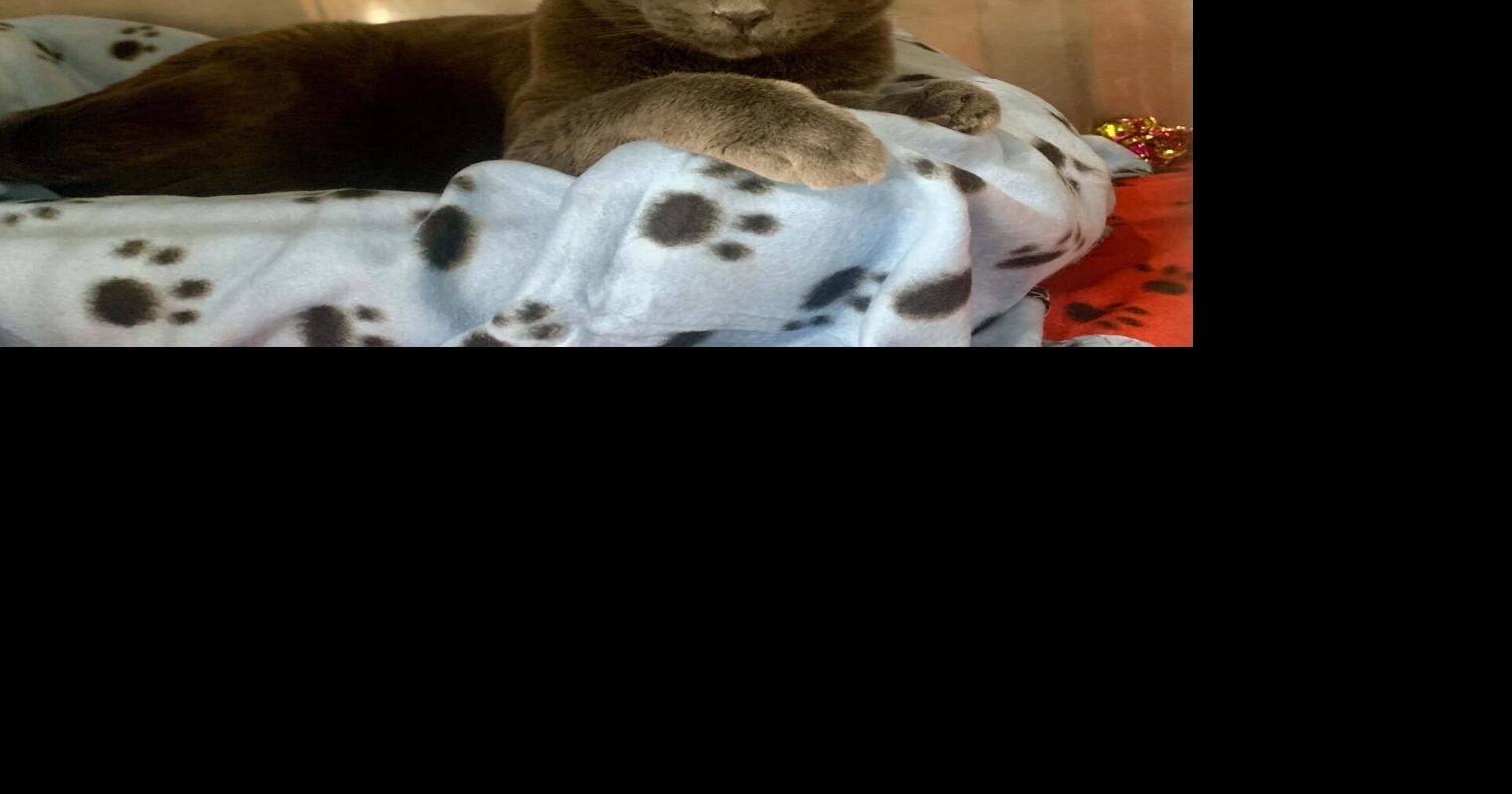 Verde Valley Humane Society Pets of the Week | Features | verdenews.com