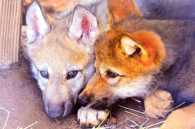 Baby Wolves join Out of Africa pack | Camp Verde Bugle | verdenews.com