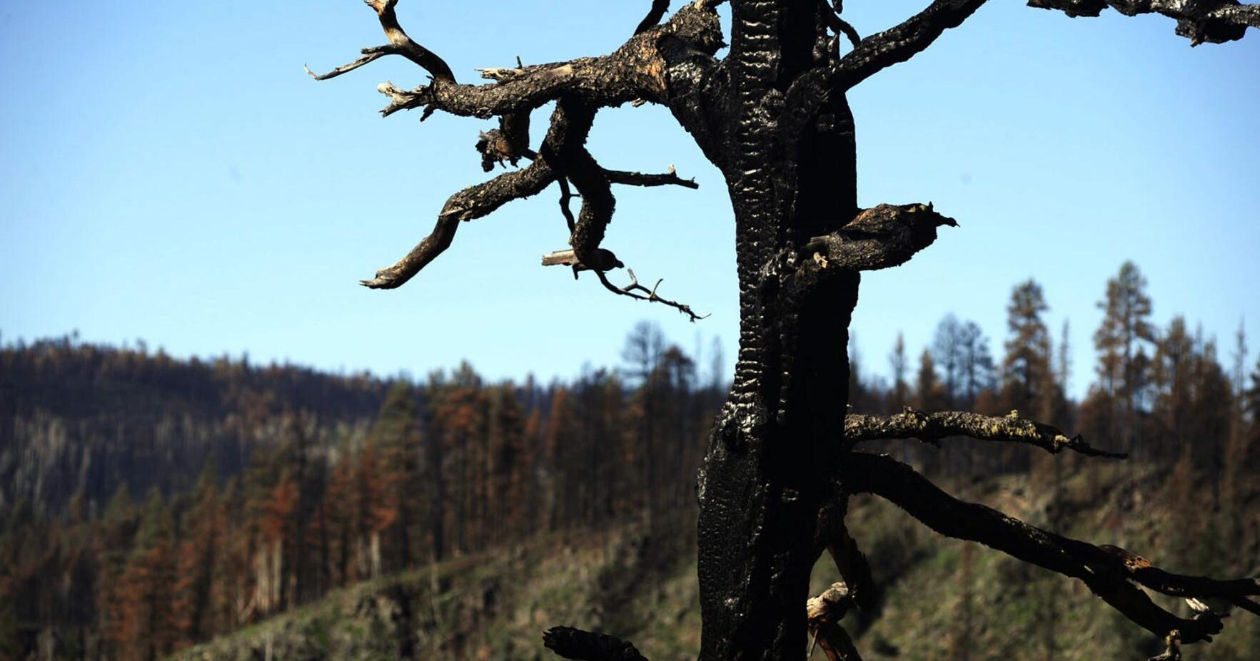 State officials warn of potentially 'explosive' wildfires this summer | State - Vimarsana News