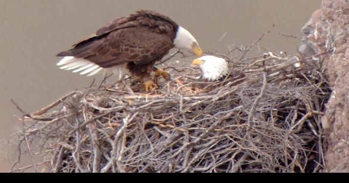 Seasonal restrictions in place as bald eagle breeding begins | News