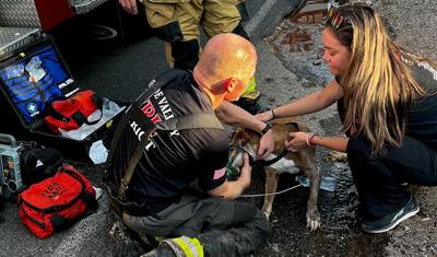 Fire crews save dog during house fire in Cottonwood | News | verdenews.com