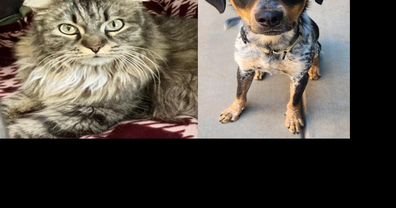 Verde Valley Humane Society Pets of the Week