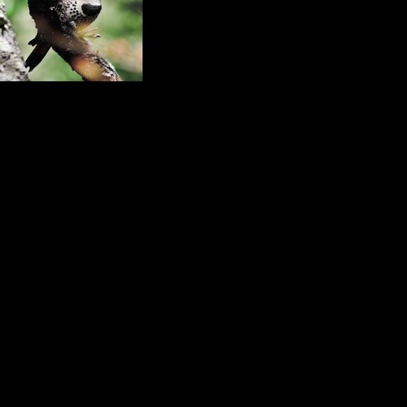 How gilded and red-shafted flickers respond to their own voice ...