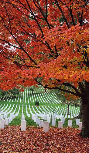 VETERANS DAY: Journey of a lifetime allows veterans to see nation’s war ...