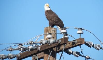 Bald eagle no longer endangered? Court ruling ruffles feathers | News
