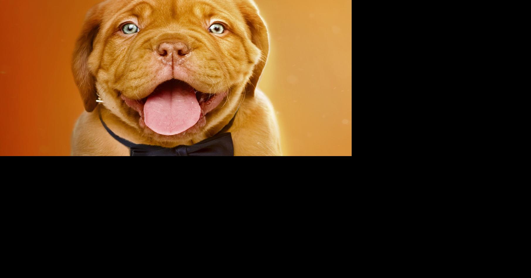 ‘New York Dog Film Festival’ premiere March 1519 presented by SIFF