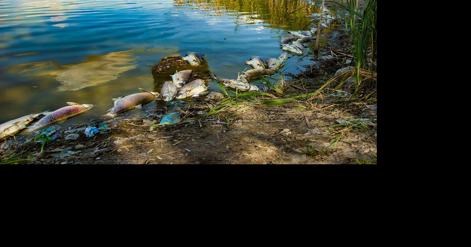 Mingus, Granite lakes experiencing ‘fish die off’; forest officials ...