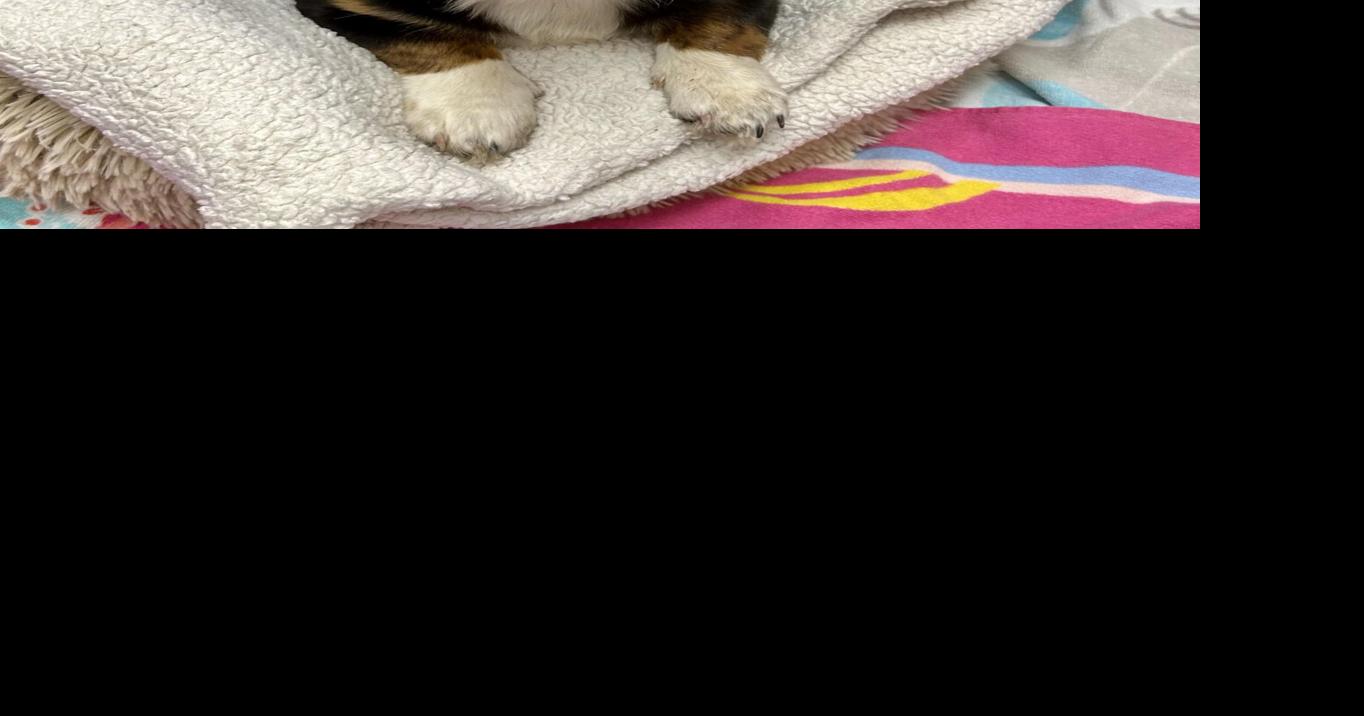Verde Valley Humane Society Pets of the Week | Features | verdenews.com