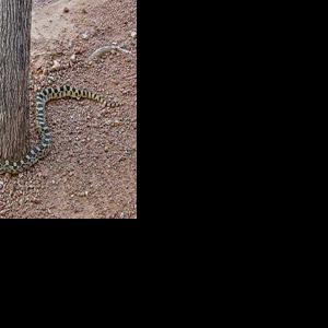 Goodness Snakes Alive | Features | verdenews.com