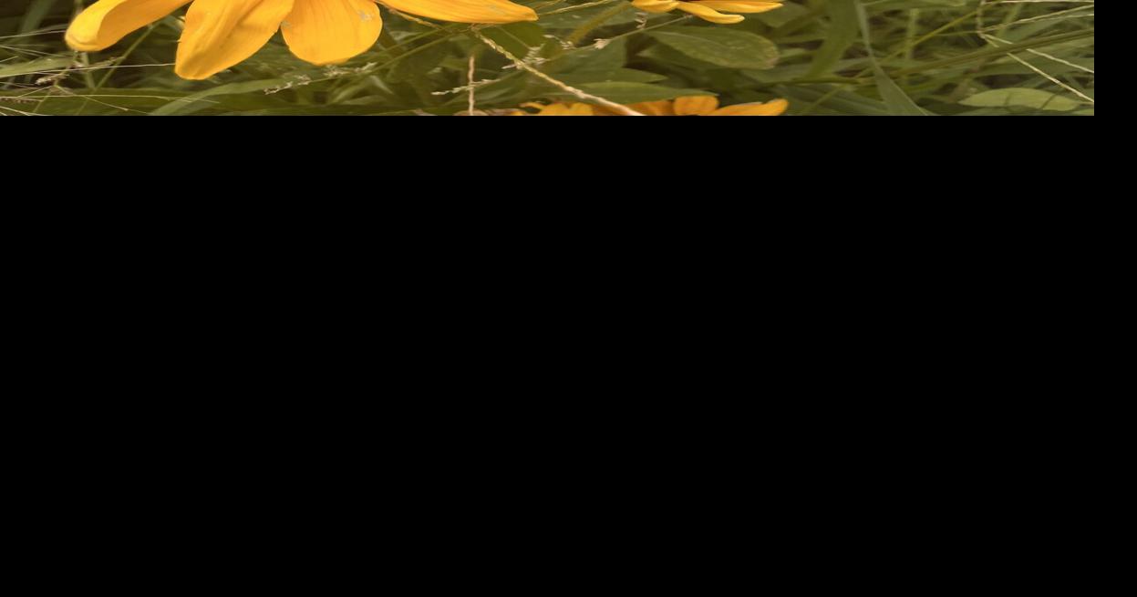 Yavapai County Cooperative Extension: Learning to read plant stress