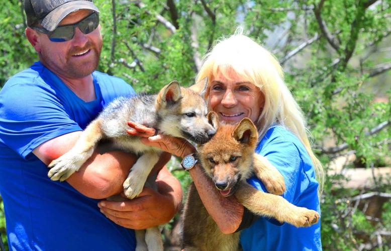 Baby Wolves join Out of Africa pack | Camp Verde Bugle | verdenews.com