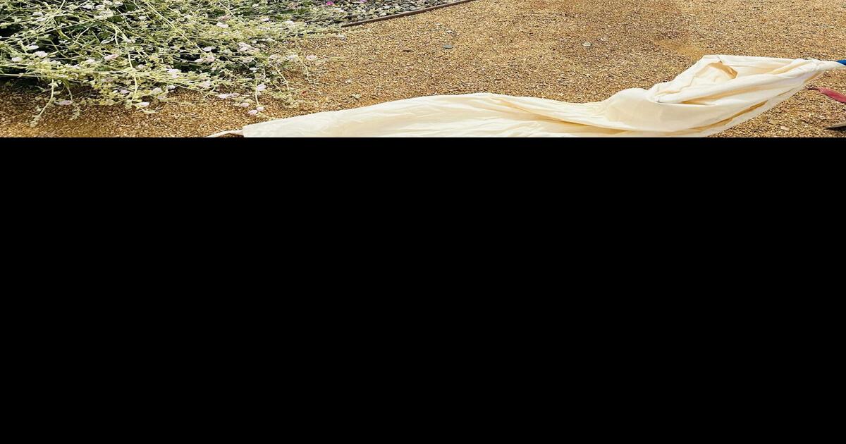 Tips for handling rattlesnake encounters | Features | verdenews.com