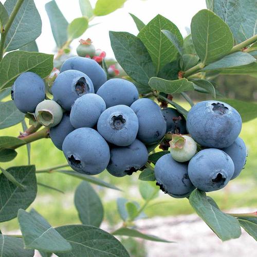 Diggin’ in the Dirt Growing Blueberries in Vernonia In Other Words