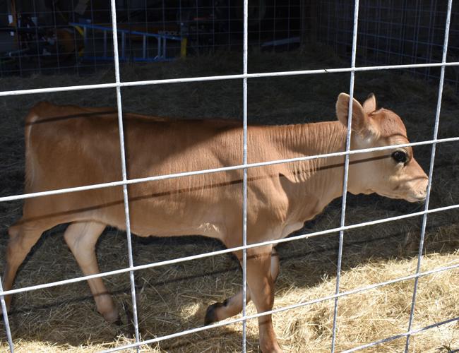 A Family Farm Offers Fresh Food To the Vernonia Community Business