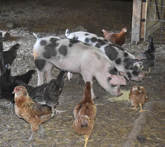 A Family Farm Offers Fresh Food To the Vernonia Community Business