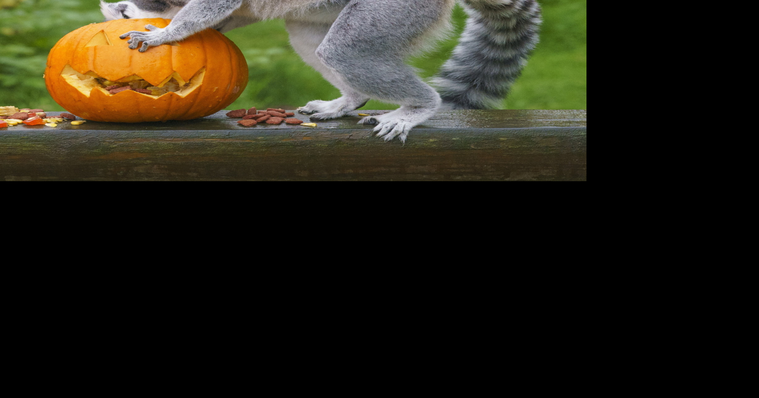 Zoo animals get into Halloween spirit with spooky treats