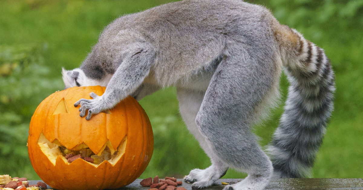 Zoo animals get into Halloween spirit with spooky treats