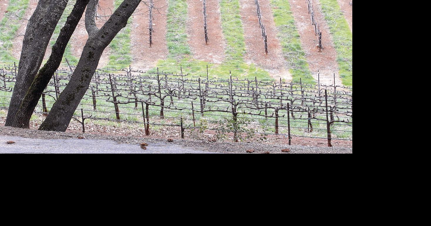 Experience and explore El Dorado Winery Association wines Entertainment