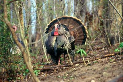 Local hunters active, successful during first weekend of Ohio's wild turkey hunting season