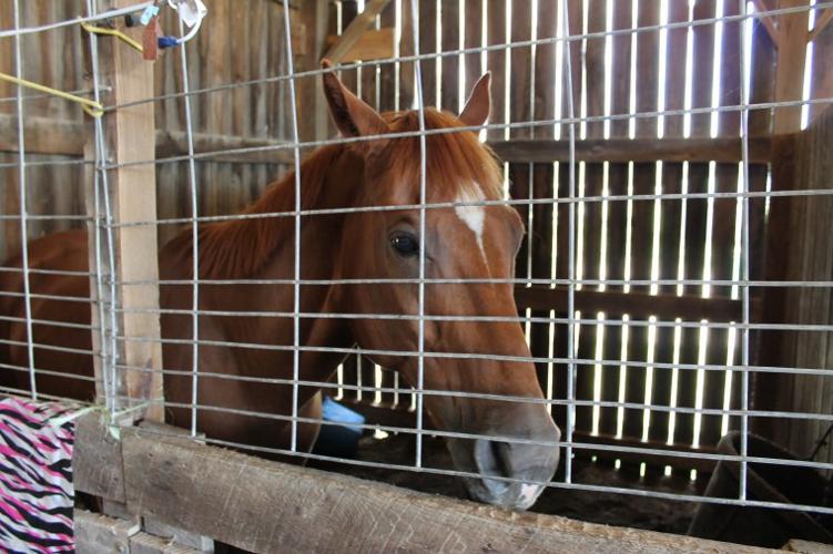 Vinton County Jr. Fair News