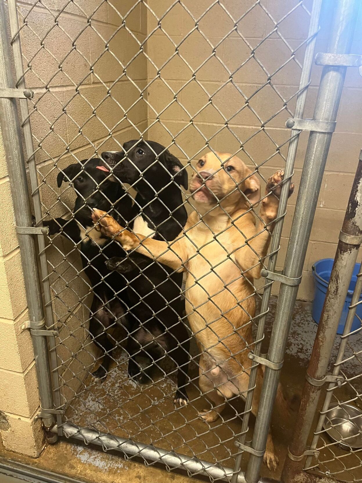 Roundup On Guard Defense and 2nd Amendment News