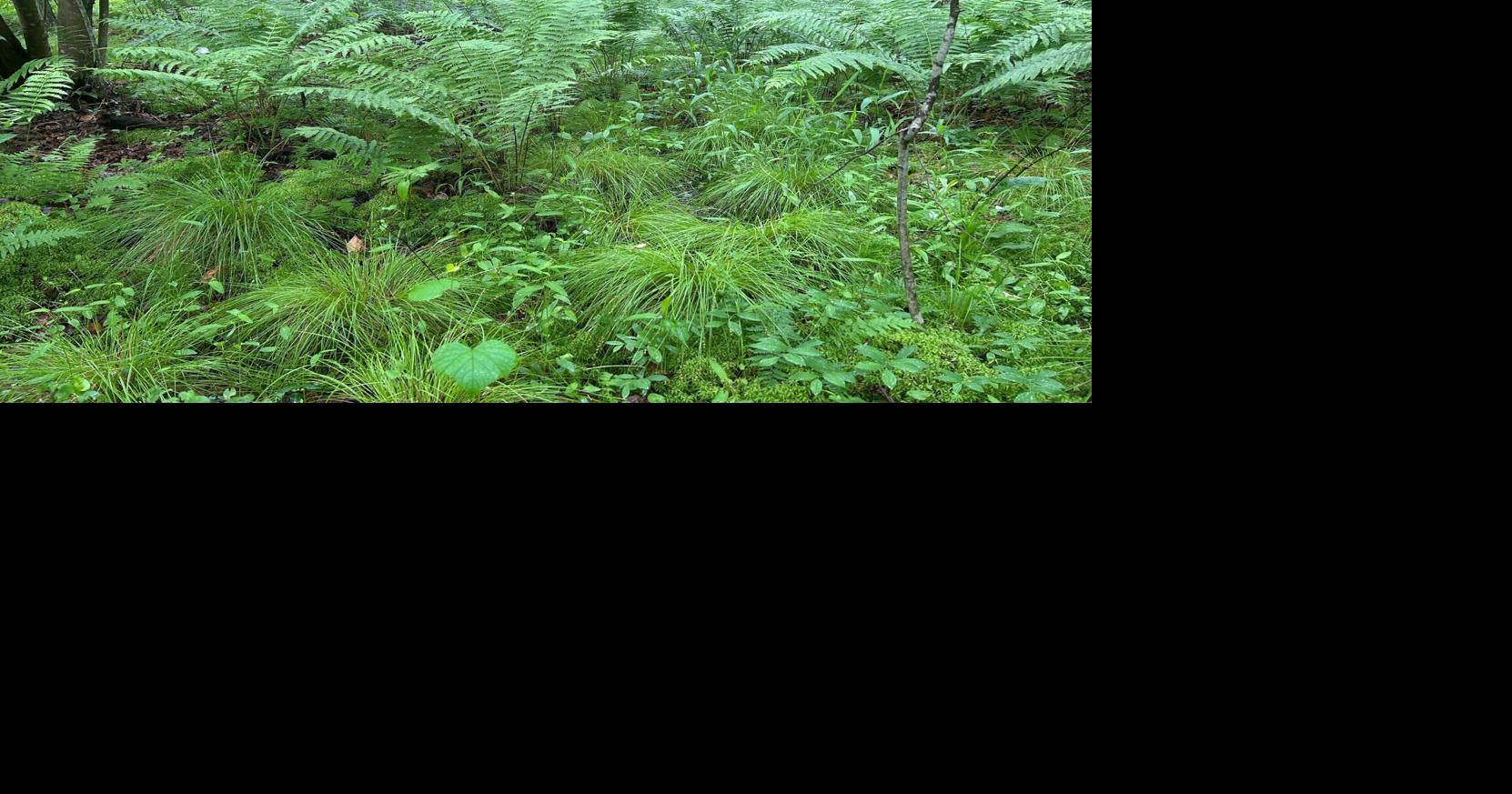 Nearly 360 acres of natural area protected in Jackson County