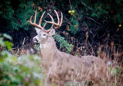 Ohio’s long awaited deer archery season opens September 24