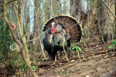 Ohio's wild turkey season results through May 21