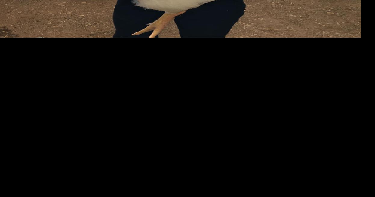 Horse, rabbit and poultry results from Vinton County Fair News