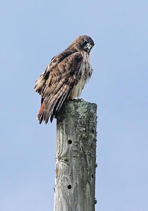 Sentinel