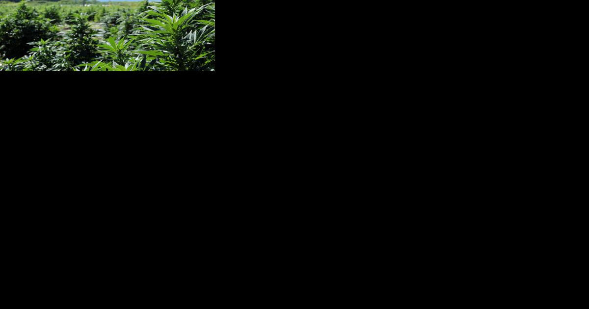 Smoldering conflict roils Charlotte cannabis operation - Vimarsana News