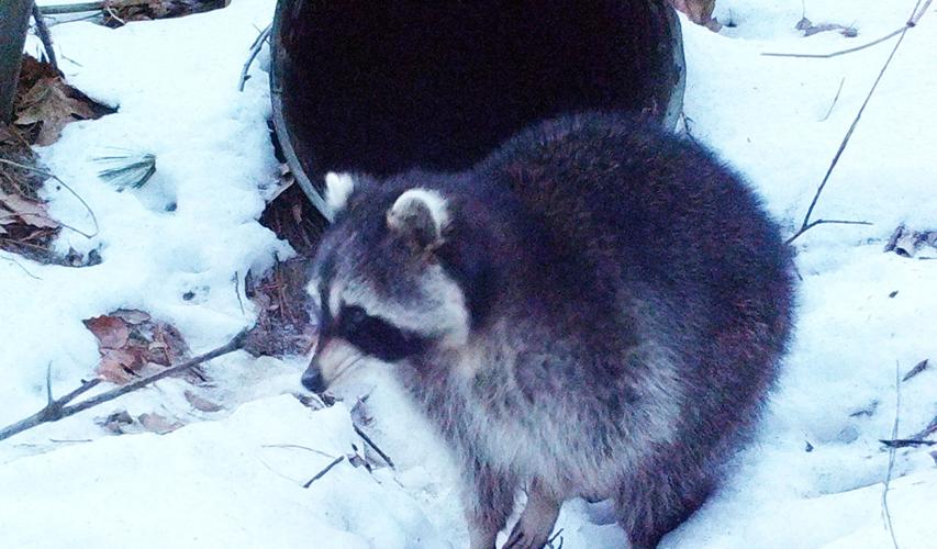 A raccoon attempts to out-wait the camera