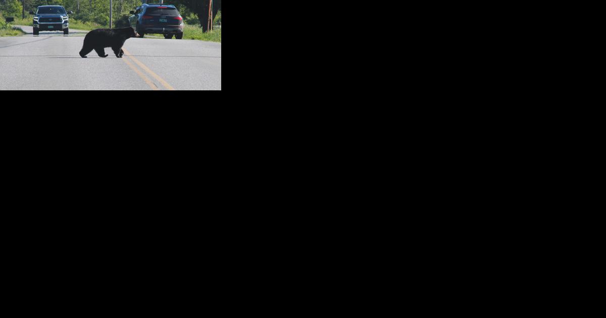 Bear collision in Stowe renews policy discussion - Vimarsana News