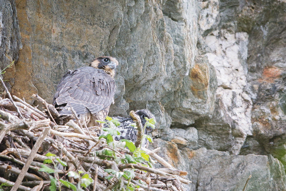 Some cliffs, overlooks closed to protect peregrines - Vimarsana News