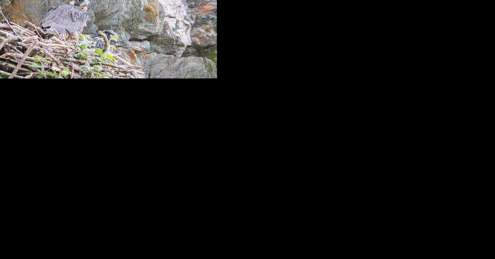 Additional cliff tops, overlooks closed to protect peregrines - Vimarsana News