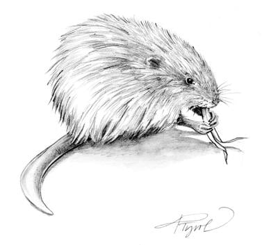 Muskrats: Swimming through the summer