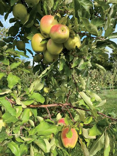 Apple Tree Stitch Hat – Avalon Springs Farm