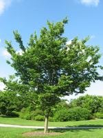 Ash tree alternatives: Many maples, oaks, even elms can help replace colorful foliage