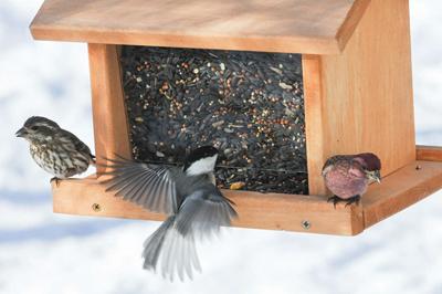 Clean Bird Feeders Help Keep Birds Healthy Community Vtcng Com