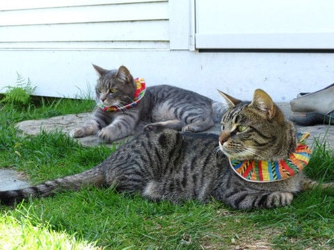 bird safe collars for cats