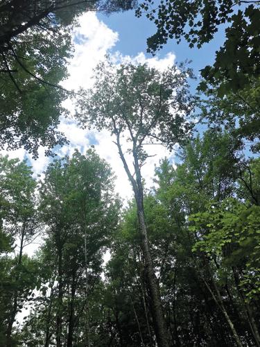 Life of a Snag - Communities for Healthy Forests