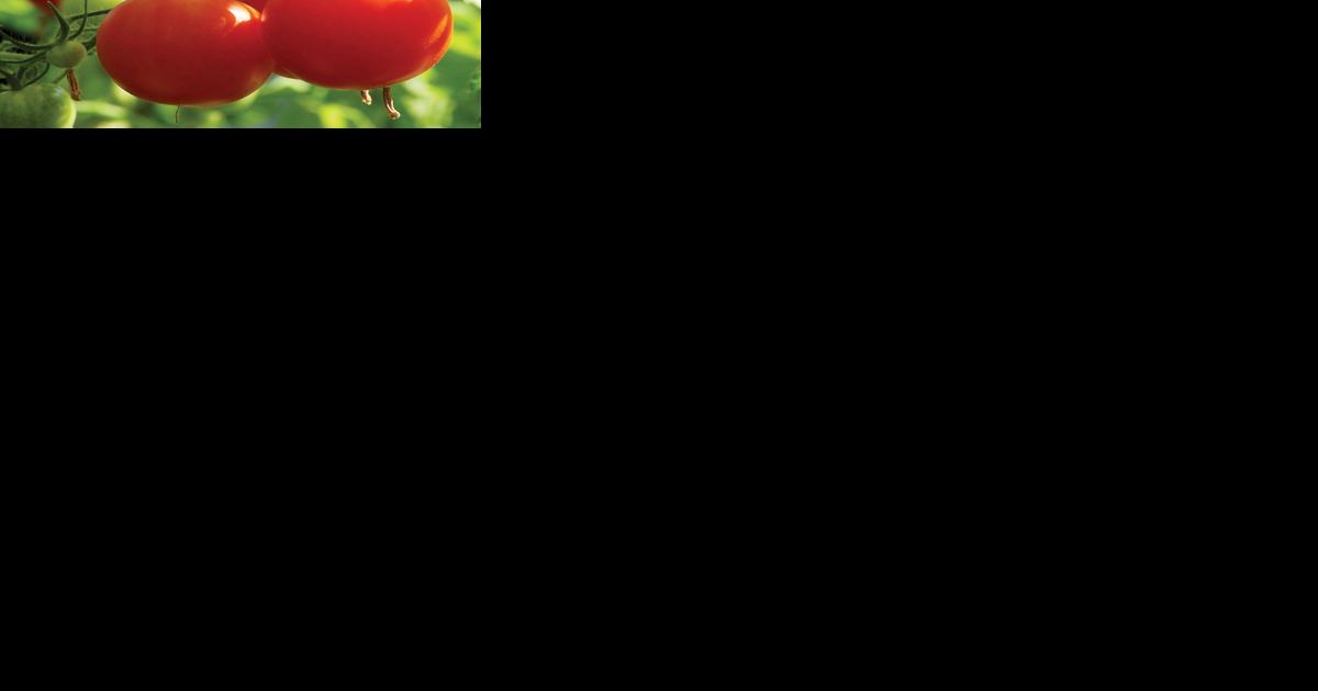 Follow these tips and grow great tomatoes - Vimarsana News