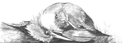 How does a kingfisher finds itself mussel bound?