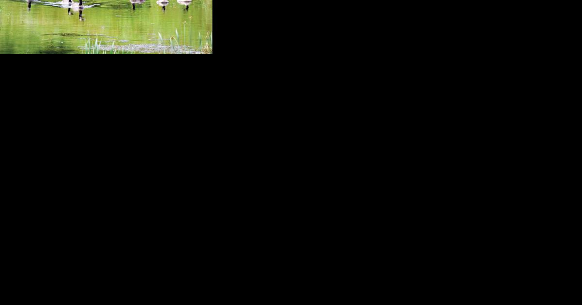 Rising geese population becomes lakeside annoyance - Vimarsana News