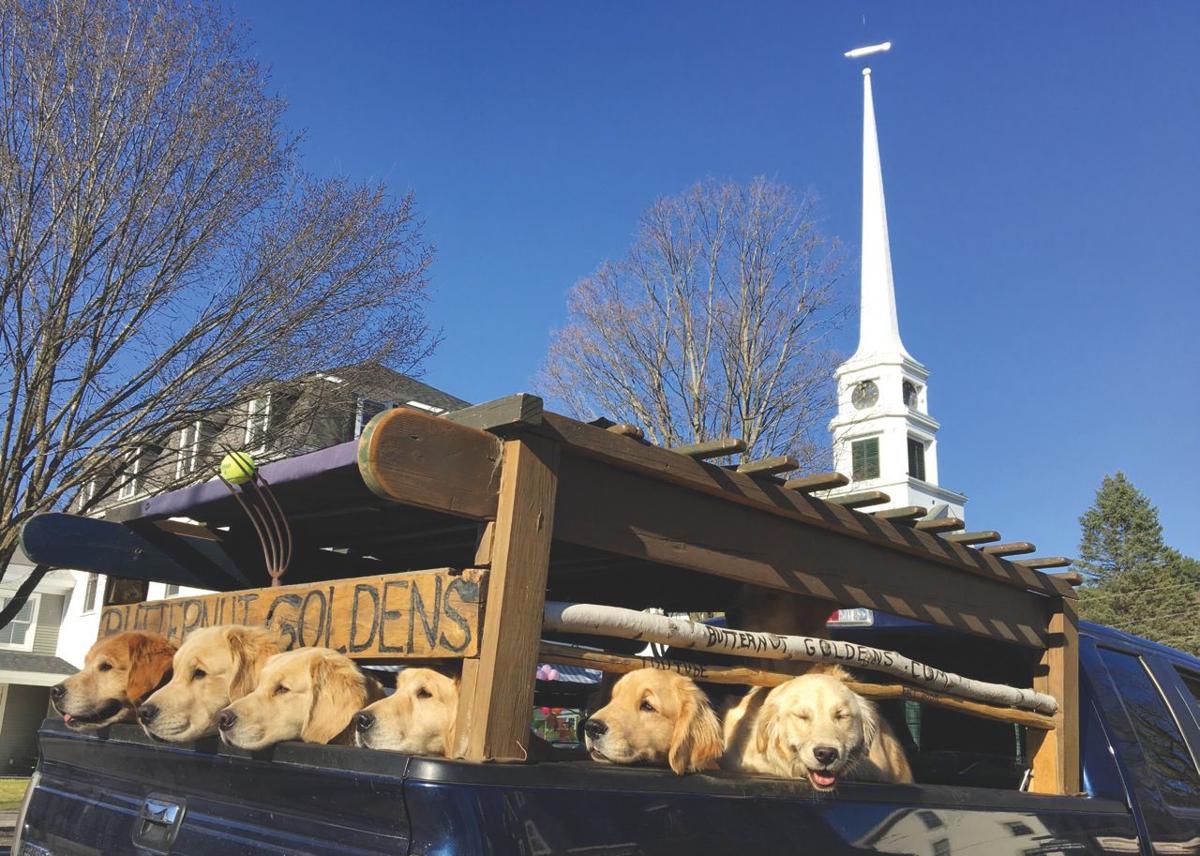 Butternut Golden Retrievers Vtcng Com
