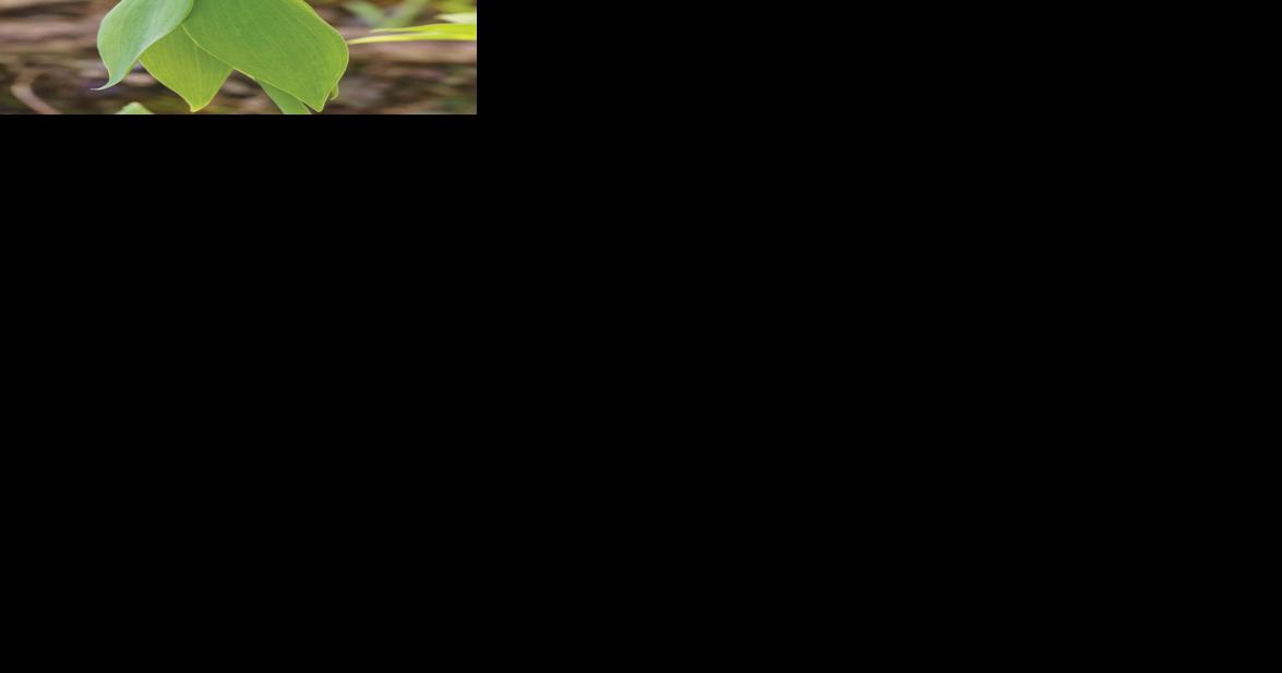 Rare orchid found in Vermont - Vimarsana News