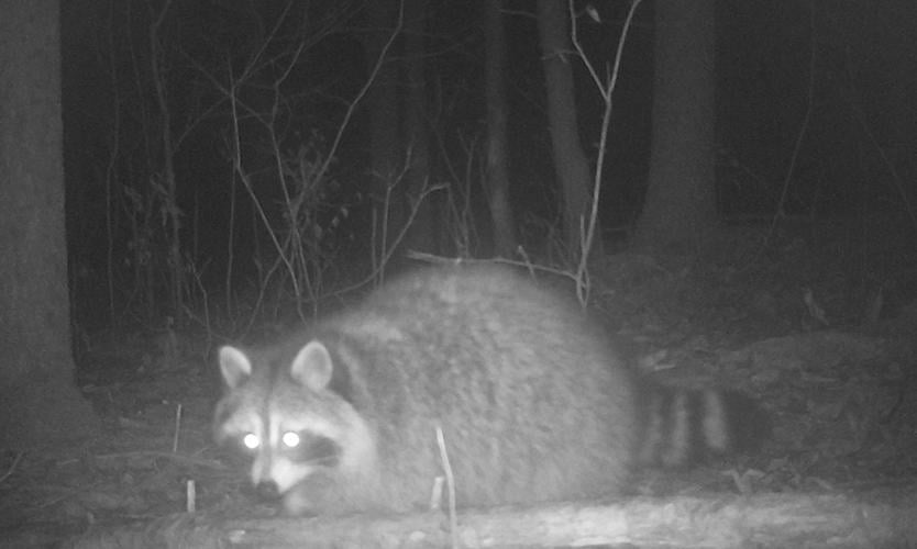 Most of the raccoon images were captured after dark