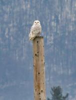 Snowy owl